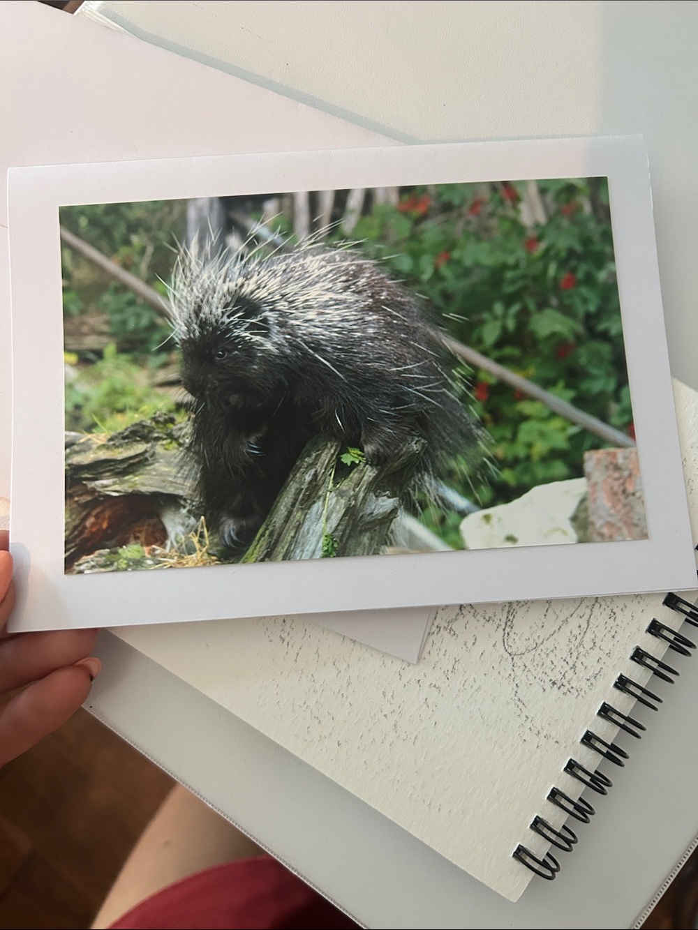 Porcupine Small Pet Greeting Card - Black & White Photo